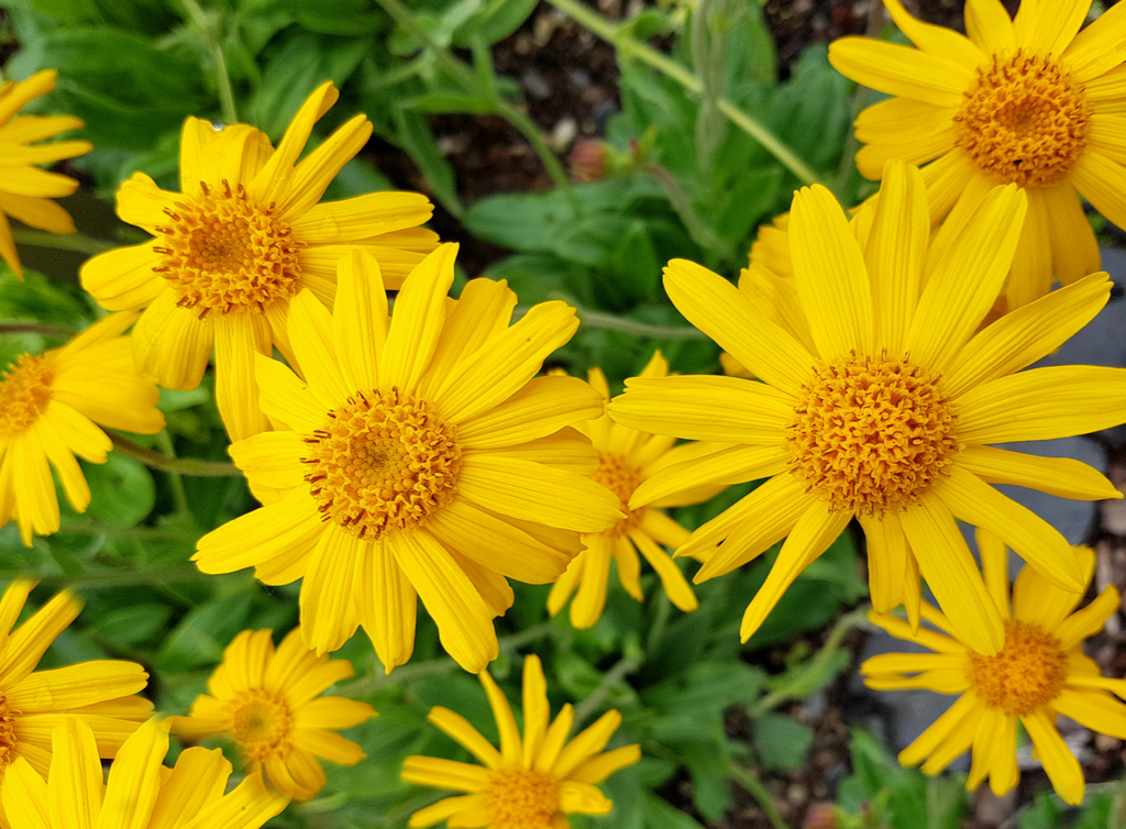 WHAT IS ARNICA AND HOW CAN IT HELP ME POST-SURGERY?